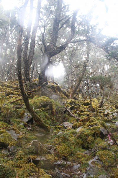 20221107南橫關山嶺山溪頭山O型1910593