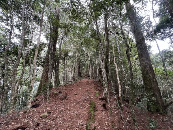 2023/01/26 新竹屯野生台山 石麻達山 錦屏山來回縱走2015864