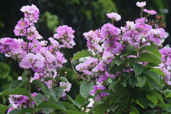 2025-06-17 捷運圓山站賞大花紫葳花─捷運圓山站→大花紫葳花區→至聖公園→台北孔子廟→大龍峒保安宮→捷運圓山站