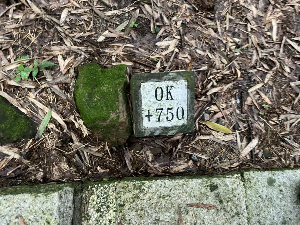 [嘉遊好步道．來嘉走走-04/10] 2024_1011 阿里山頂湖步道2624689