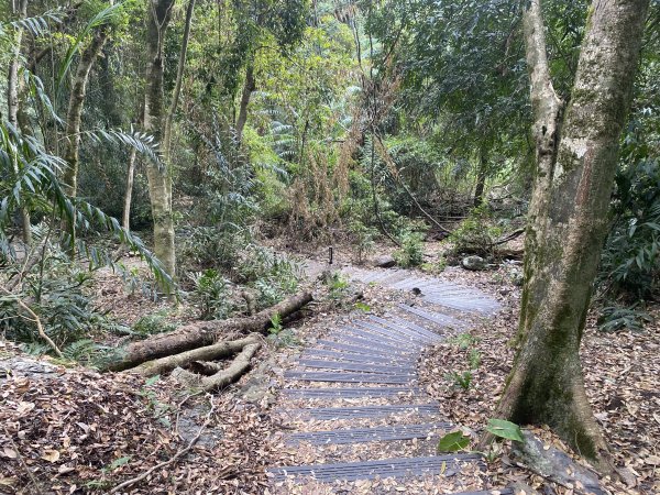 《雪山坑登山步道｜巨人之手森林秘境 Xueshankeng Hiking Trail & Giant2971090
