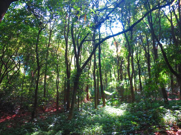 草山竹林美景療癒小徑：橫嶺古道1045589