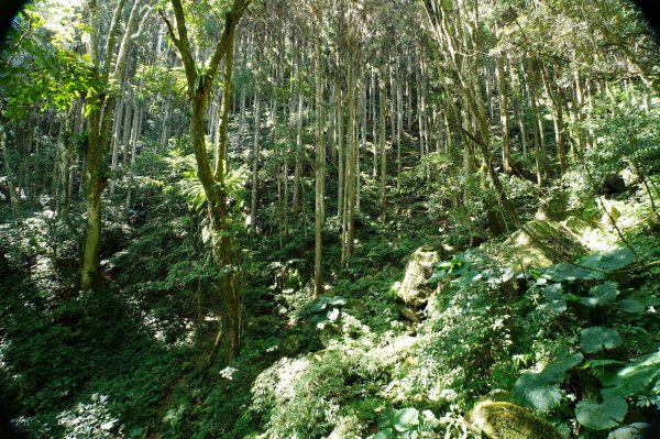 新竹 五峰 鵝公髻山2916845