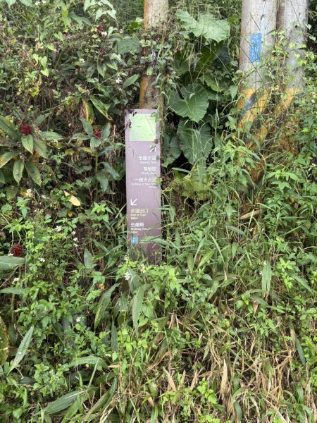 20251019伍龍步道-梅峰-竹子尖山-福光山2924091