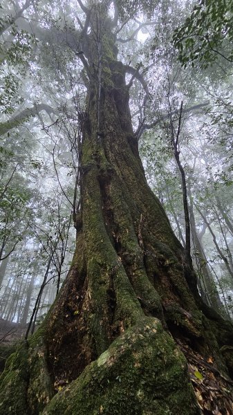 【這樣走波津加也行！】大雪山下波津加進谷關。3025906