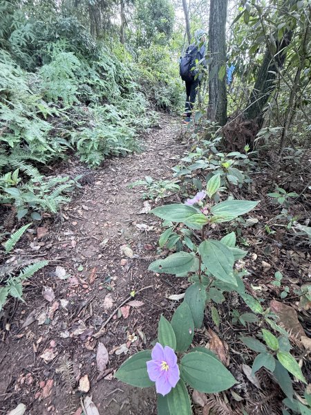 埔里登蜈蚣崙山、板仔寮山 2025.6.182815489