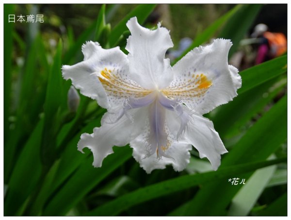 溪頭/山芙蓉之旅712630