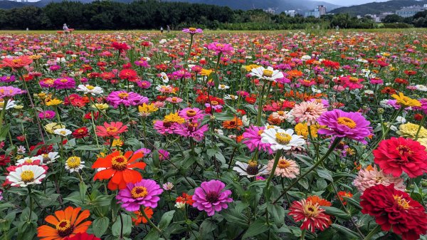 關渡花海,大龍峒孔廟,保安宮,迪化街2345355