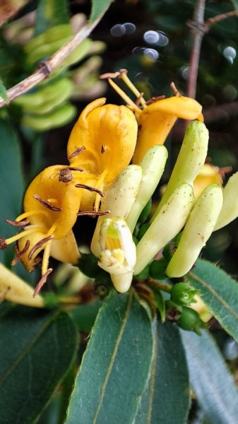 合歡山群峰（南峰、石門山、尖山、東峰）2626805