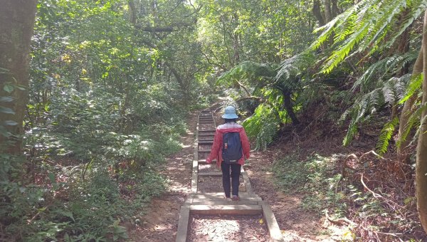 (姨婆趴趴走)第五十五集:攀登健走台北大崙頭尾山親山步道環狀一圈2853723