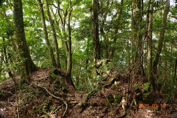 新竹 五峰 比林山、大窩山、鳥嘴山2080240