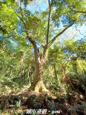【台中和平】生態廊道。 雪山坑環線步道x巨人之手觀景點2954008