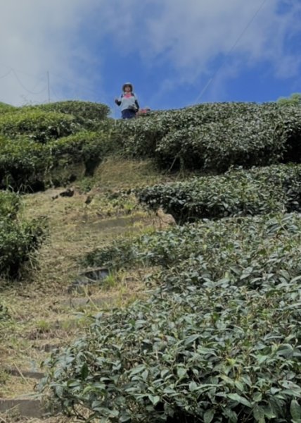 羊彎上武岫大崙山茶園尋山頭2824929