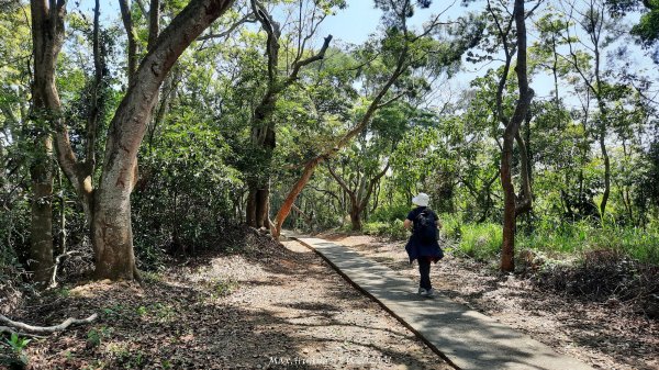 《彰化》登山逛市集｜臥龍坡步道環藤山步道202503222740511