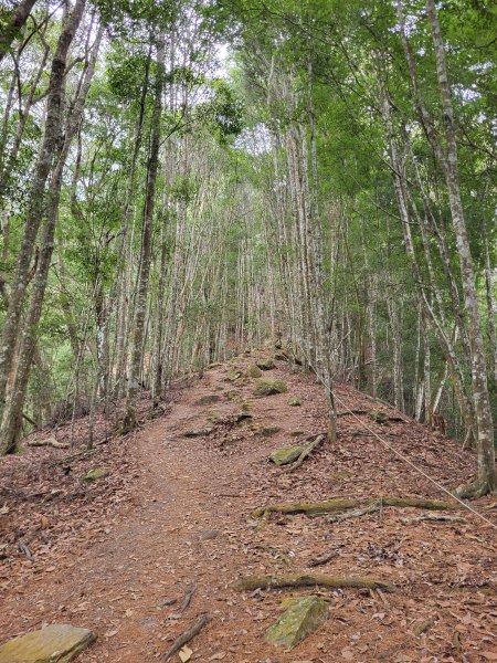 2025.11.30 谷關七雄 No.4 波津加山，不給休的蜂2952131