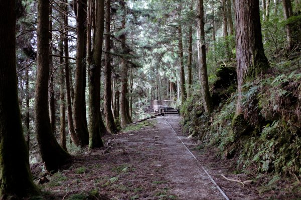 2021.11 太平山山毛櫸、茂興步道1519999