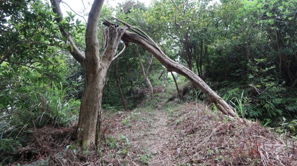 加碼繞走觀音山系東側之占山一圈