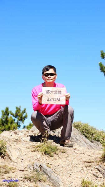 眺望玉山群峰最佳角度~郡大山701944