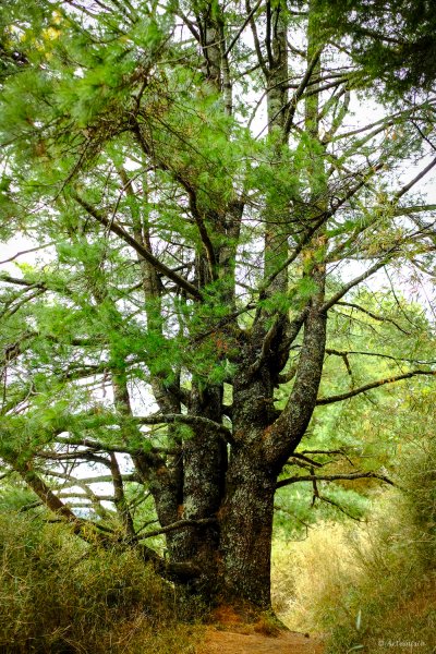 [冬訪大霸聖山岳參行]-榮耀桂冠B'bu' Papak聖稜精選輯2974850