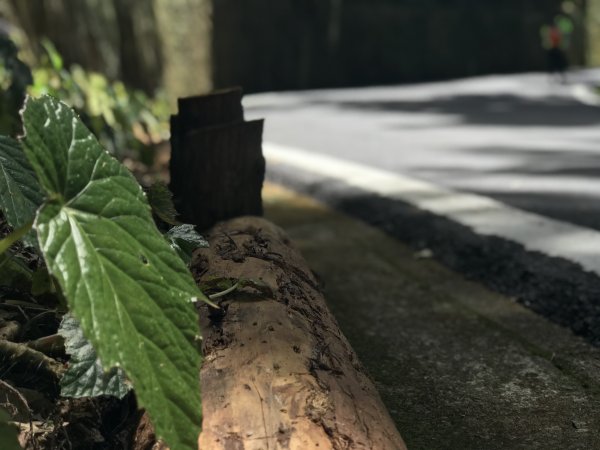 110年5月16日高雄   藤枝國家森林遊樂區1456987