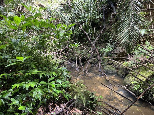 [微笑山線_第十二段] 2025_0803 五分山系_嶺腳寮山2851325