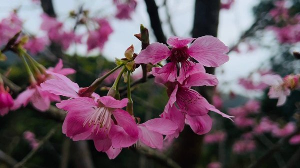🌈228連假北橫賞櫻客製化四日遊Day1   FB：熊熊趴爬走🌈2724516