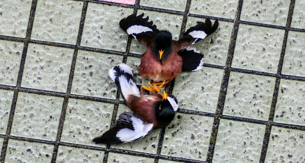 大安公園,台大校園3012096