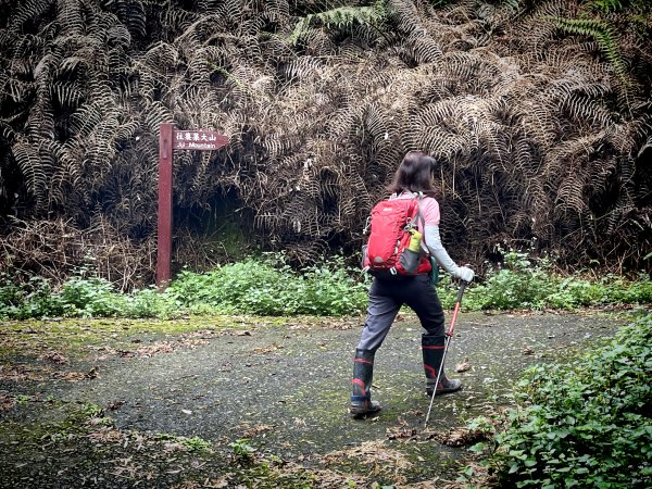 集集大山-車程步道竹林登山口202206121736352