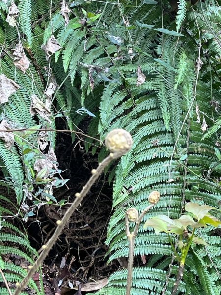 2025/3/22白毛山2823668