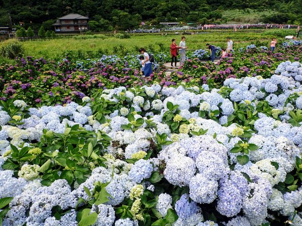 無尾崙-頂湖山-竹子湖, 哇! 繡球花大爆開!