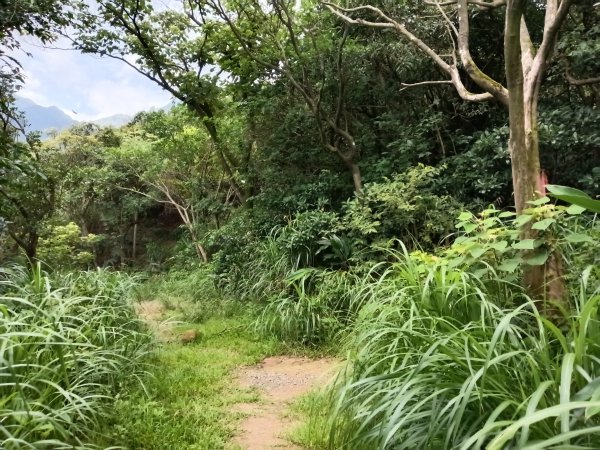 瑞芳區南子吝步道+南子吝稜+南子吝山+南子吝步道P字走2798461