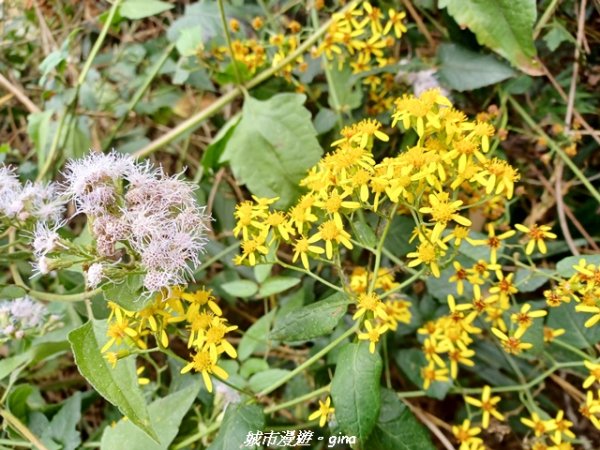 【南投國姓】九份二山x九份二山國家地震紀念地x九號梅莊2981692