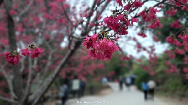 《台中》樹中有樹｜大坑步道6上7下O繞202502082708618