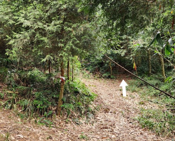 【中級山】有熊森林，谷關三雌白冷山2741089