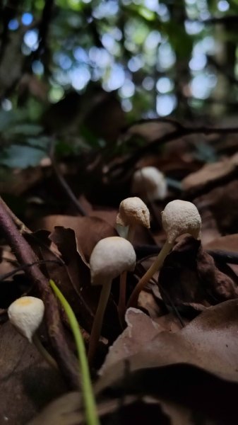 2025/6/14 橫龍山2839245