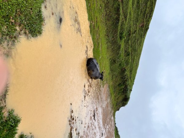 20250507_桃源谷步道2855875