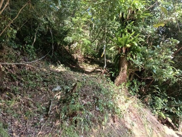 坪林區小粗坑古道+小粗坑山+環山路+楣子寮尖+貴妃池O型2994456