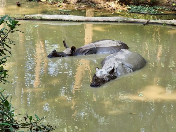 尼泊爾奇旺國家公園4天三夜2788909