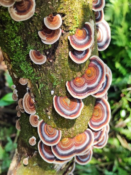 坪頂古圳-荷蘭古道-高頂北五指杏林山-石梯嶺擎天崗3026378