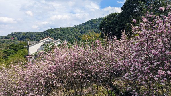 天元宮,楓樹湖,北新庄,淡水老街2430290