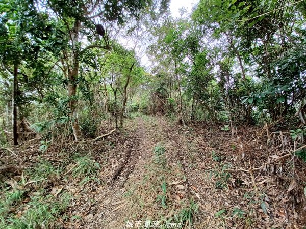 【台東。大武】一路搖晃碰碰車。小百岳集起來。  編號95小百岳-加奈美山步道1640914