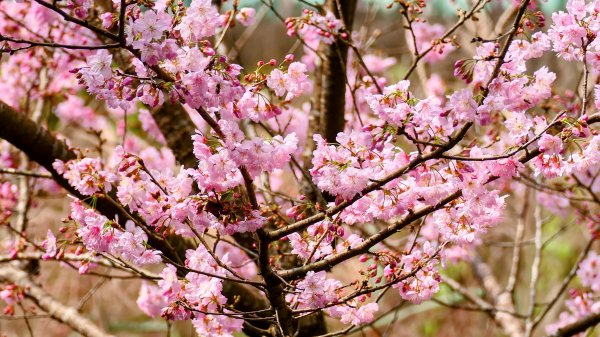 《臨江仙・碧山巖櫻花》2714230