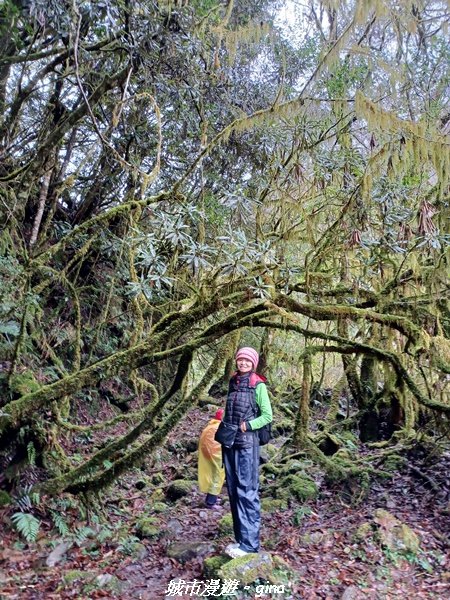 【宜蘭大同】走入南山部落魔法森林秘境。 羅葉尾溪步道2022033