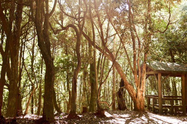 谷關七雄：八仙山468272