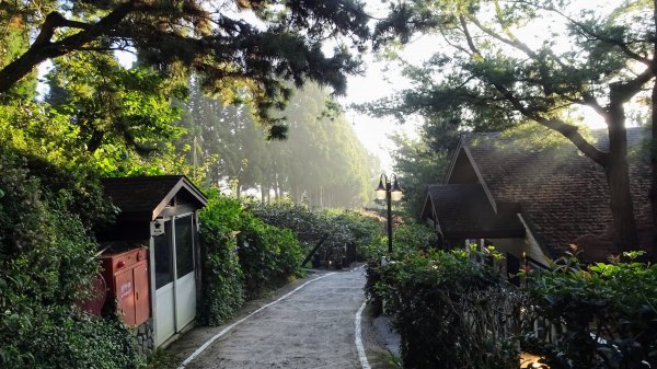 觀霧森林雲霧步道2290324