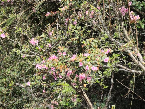 終於看到1000元背面的山景登頂玉山北峰／前峰2495820