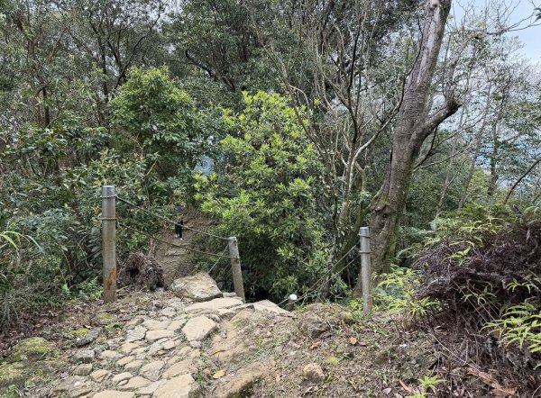 [微笑山線_第四段] 2026_0321 天上山系_三粒半3021068