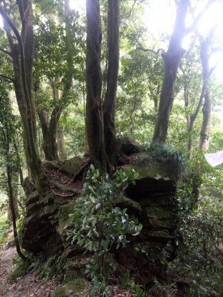 小百岳獅潭仙山至八卦力(八仙古道)O型1899074