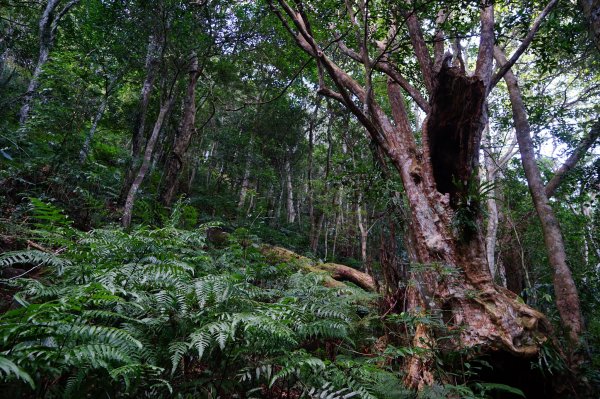 新竹關西鎮 水田林道之貴妃&那結山連走1539684