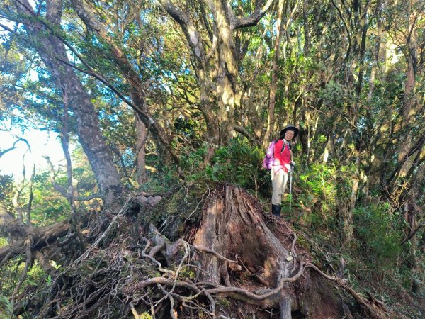 1121125 鳥嘴山縱走貴妃山2363986